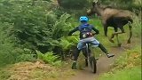 美国：阿拉斯加12岁男孩骑山地自行车时遇到一只驼鹿从眼前穿过