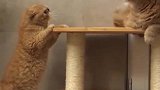 猫：这个座位是我的，你给我下去！