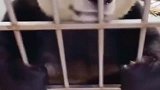 这一幕太可爱了，不愧是国家保护级动物，熊猫真的是一点都不怕冷