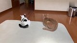 小奶猫跟橘猫越来越像，连趴下的动作都一样，真是太可爱了