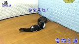 新来的小流浪猫会来事，对着猫姐姐又卖萌又撒娇，太可爱了
