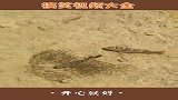 鱼爸爸和鱼妈妈合力守护着鱼宝宝