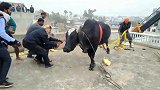 印度一公牛发狂差点掀翻汽车 围观男子猛泼一杯水将牛降服