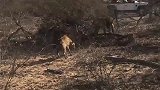 雄狮捕猎野牛前腿受伤—大批鬣狗趁机发难