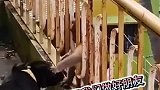 当狗子遇到了猴子会发生什么？