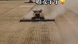 山东小麦收割，一天就收割2000亩