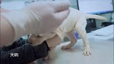 宠物医院2，情绪激动的小拉布拉，多经过测试，最终得了犬瘟