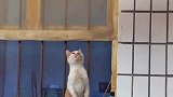 小猫咪对窗外的香肠垂涎欲滴。给孩子急得都快说话了