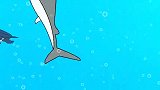 鲨鱼追赶小鱼，被魔鬼鱼和海豚追，进化后咬鲸鱼 海洋动漫