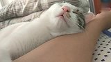 猫咪：这个枕头真舒服，别打扰我睡觉
