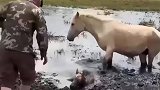 小马驹深陷淤泥，母马向人求助，获救后母马和小马不愿离去
