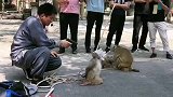 猴子演的不错