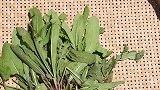 都说小满挖苦菜吃苦瓜，看看山东妹子怎么做？自由自在的田园生活