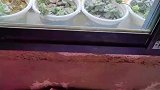 多肉在窗台排起长队，一年没有打理自己长的