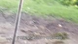 小猩猩挑衅大猩猩被教训，它却向爸爸告状，果然是被惯坏了