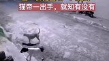 一群狗围攻一只猫时，猫爪一出手就知有没有