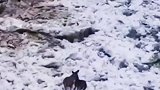 两只小鹿在浮冰上漂移