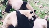 熊猫这下没人和我抢竹子吃了，你俩慢慢玩吧！