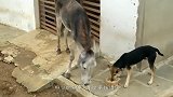 狗狗试图独吞驴子食物，不料被驴子一脚踢上去，差点踢出脑震荡