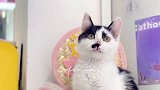 猫咪领养丑萌小八嘎了解一下，可爱到爆棚