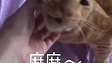猫：妈都叫了，快给我小鱼干呀！