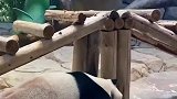 高温天气熊猫趴在冰块上降温，它不会肚子疼吗