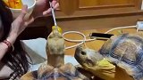 你比你爷爷孝顺多了，龟仙人吃饭了