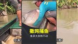 在湄公河撒网捕鱼，究竟有多刺激？竟能捕到40多斤的巨型鲤鱼！