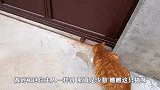 猫咪想出门被主人“一指弹”，气急败坏发泄不满，猫：不干人事
