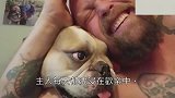 每次听到吱吱响就会钻进手臂的斗牛犬,主人忍不住一直作弄它