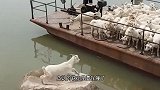 这是一只高手羊，跳上船的动作太帅了，完美的避开了栏杆！