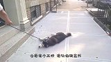 主人不让哈士奇出门，下一秒别笑，这狗怕是成精了