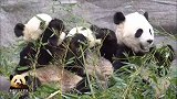 熊猫宝宝加悦悦被妈妈和哥哥挤在中间，无辜又委屈的表情太逗了
