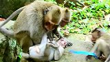 猴子藏起来生气，被抓住得到更大的痛苦，何必呢？