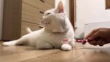 用牙刷给小猫挠痒，我想一定很舒服