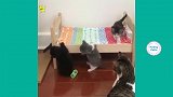 你从来不会爱宠物