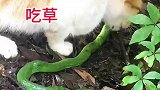 猫咪竟将辣条当绿草吃掉