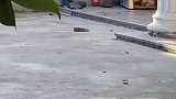 发现了一个事