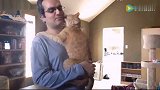 从没见过这么会撒娇的猫咪，爱撒娇世界排名第一！