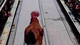 鸡：我得赶紧出去