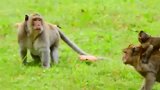 冲突爆发，猴王上去恐吓对方，有趣