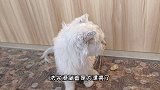 捡到6个月大走丢宠物流浪猫，给他洗澡时差点崩溃，怎能如此对它