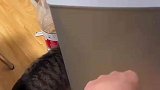 当猫咪会开冰箱门时，它好像要把冰箱搬起来砸铲屎官头上