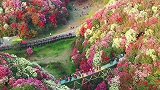 贵州百里杜鹃，被誉为世界上最大的天然花园