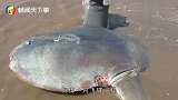 不该出现的生物出现了！巨型生物搁浅美国海滩，自然界再现异常？
