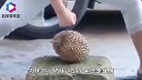 爆笑：黑人小伙干活也忒麻溜了，都快赶上抽水机了