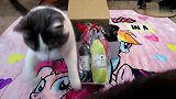 主人买回来一堆含猫薄荷的玩具，这下家里的猫咪玩疯了