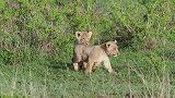 容不得幼崽有闪失，母狮严厉教训幼狮