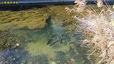 日本冬天河流枯竭，河里的鱼伸手就可以抓到，估计一年都吃不完！