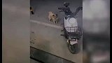 饭店门口来了一只流浪狗，喂了它一次之后